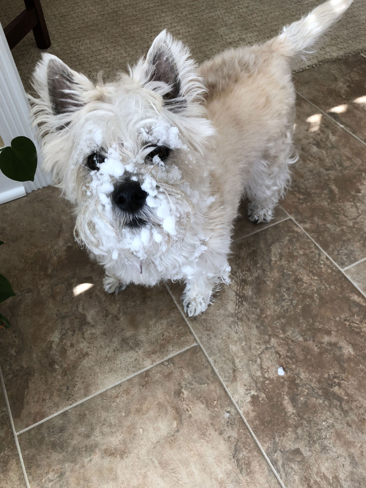 The Times Cutest Pets of Winter 2018